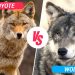 wolf vs coyote
