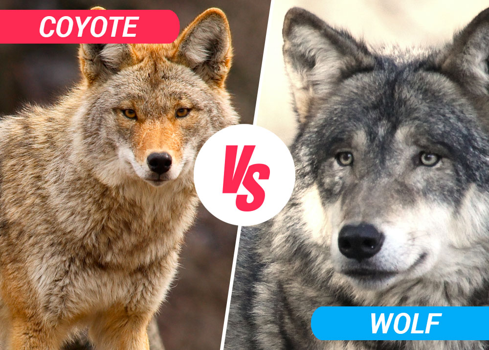 Coyote vs Wolf - Best Difference