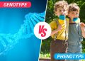 phenotype vs genotype
