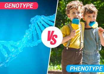 phenotype vs genotype