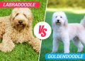 goldendoodle vs labradoodle