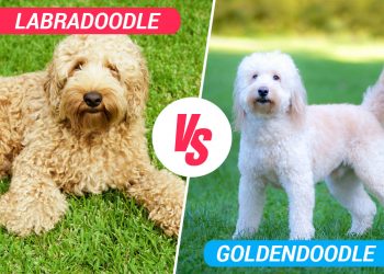goldendoodle vs labradoodle