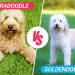 goldendoodle vs labradoodle