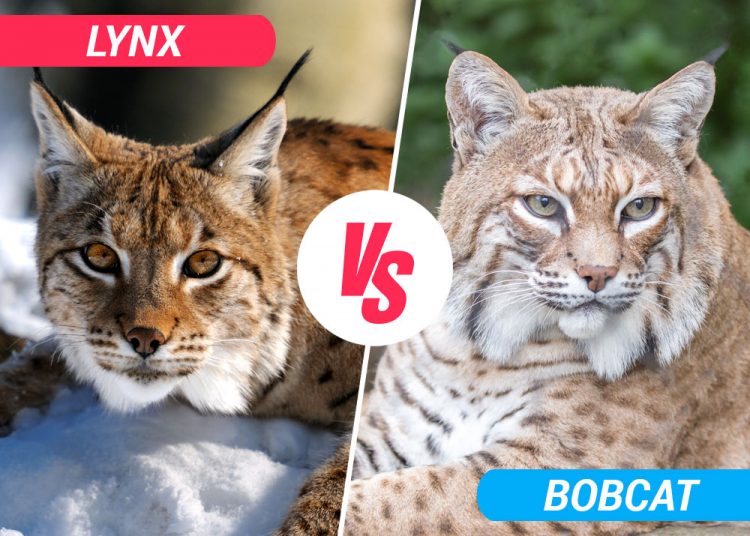 bobcat vs lynx