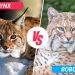 bobcat vs lynx