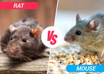mouse vs rat