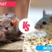 mouse vs rat