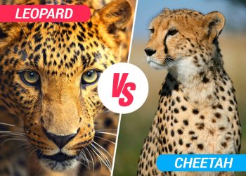 cheetah vs leopard