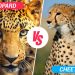 cheetah vs leopard
