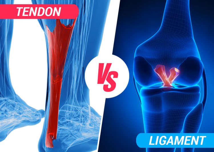 ligament vs tendon