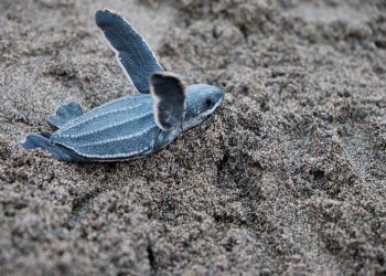 The Life Cycle of Sea Turtles: From Hatchling to Adult