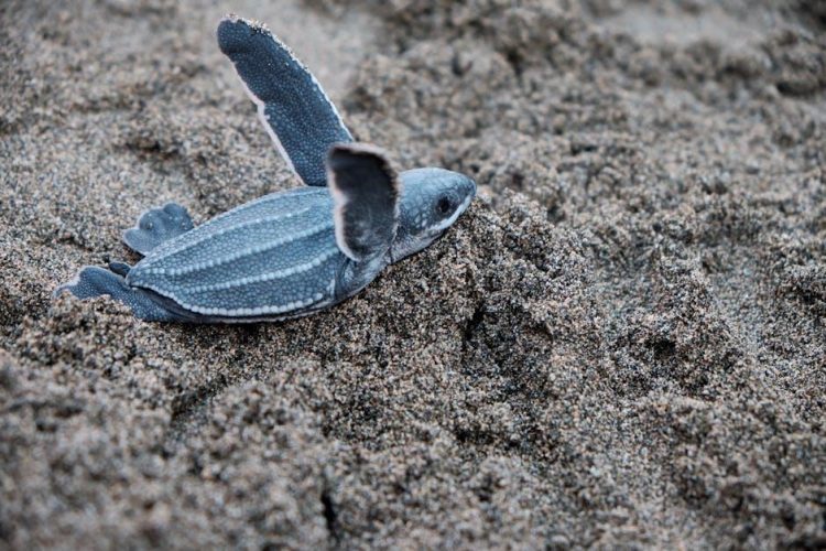The Life Cycle of Sea Turtles: From Hatchling to Adult