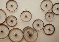 Understanding Evolutionary Relationships through DNA Analysis
