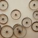 Understanding Evolutionary Relationships through DNA Analysis