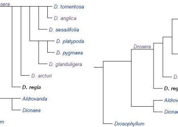 Revolutionizing Cladograms: The Influence of Recent Discoveries