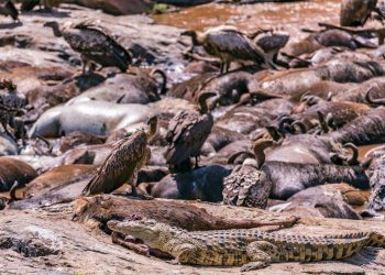 Birds of Prey: Owls and Hawks in the Silent Hunt