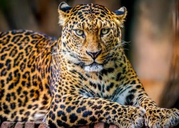 Comparing Cheetahs and Leopards’ Advantages in the Animal Kingdom