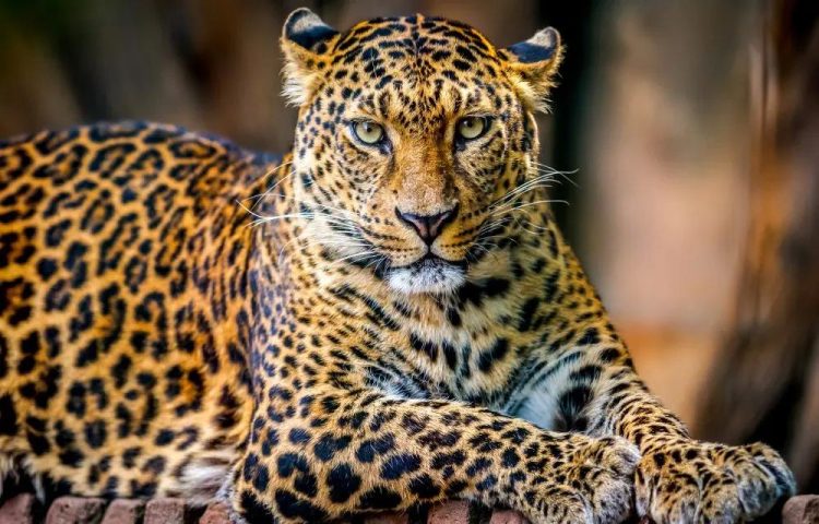 Comparing Cheetahs and Leopards’ Advantages in the Animal Kingdom