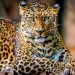 Comparing Cheetahs and Leopards’ Advantages in the Animal Kingdom