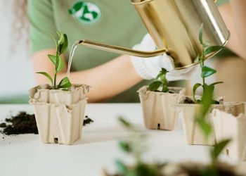 The Green Warfare: Deforestation vs. Reforestation