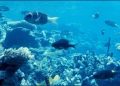 Comparing Freshwater and Saltwater Aquatic Ecosystems