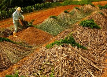 Balancing Sustainability: Organic vs. Conventional Farming