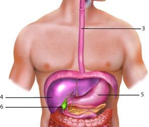 Exploring Cardiac Function: Inotropic & Chronotropic Implications