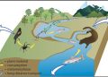 Comparing Biodiversity and Conservation in Freshwater and Saltwater Ecosystems
