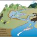 Comparing Biodiversity and Conservation in Freshwater and Saltwater Ecosystems
