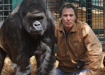 A Comparative Study of Gorillas and Chimpanzees