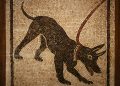 The Evolution of Canine Companions: Wolves to Man’s Best Friend