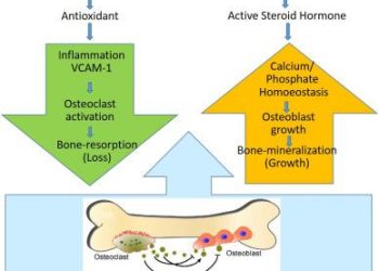 Comparing Vitamin D2 and D3 for Bone Health