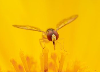 Unlocking the Power of Aliphatic Compounds in Consumer Goods