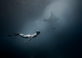 Marine Predators Unveiled: Debunking Myths of Sharks and Dolphins