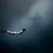 Marine Predators Unveiled: Debunking Myths of Sharks and Dolphins