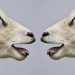 Unveiling Linguistic Diversity: An In-depth Look at Language and Dialect