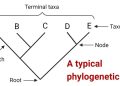 Constructing Evolutionary Trees: The Science of Cladograms