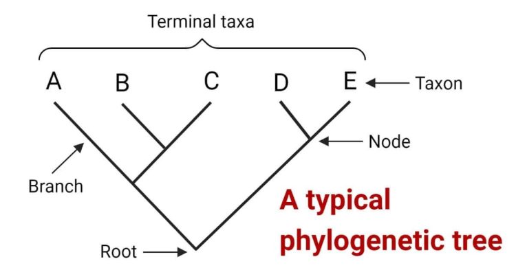 Constructing Evolutionary Trees: The Science of Cladograms