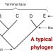 Constructing Evolutionary Trees: The Science of Cladograms