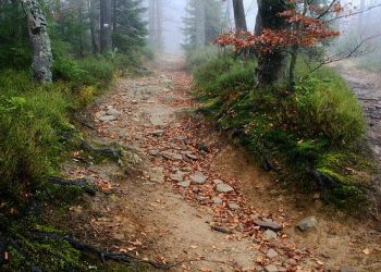 Economy vs. Business Class: Upgrade Analysis