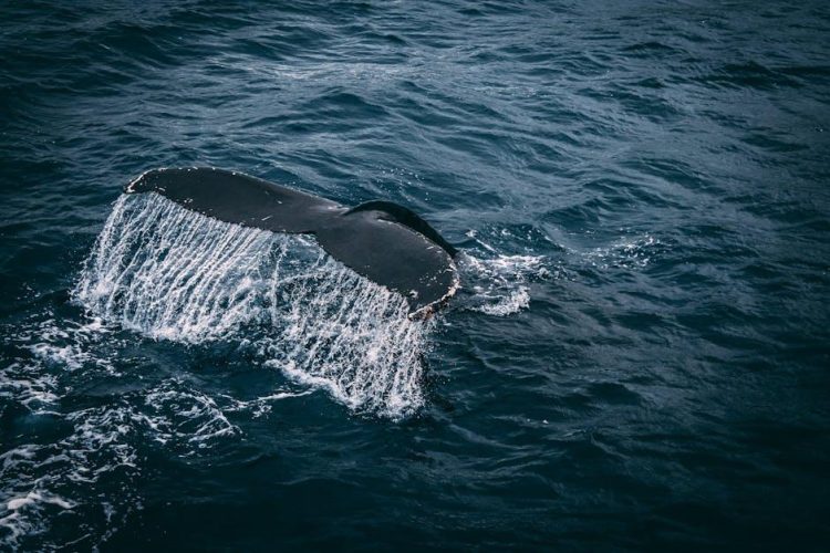 The Majestic Life of Whales: Ocean Giants