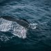 The Majestic Life of Whales: Ocean Giants