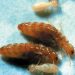 Comparing Ants and Termites: Analyzing Their Influence on Society
