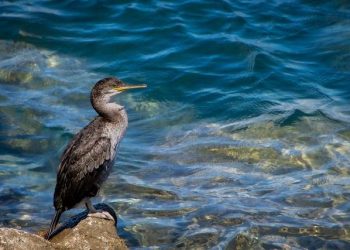 The Great Schism: East-West Division