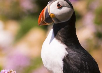 Arctic Avian Wonders: The World of Penguins and Puffins