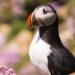 Arctic Avian Wonders: The World of Penguins and Puffins