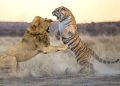 Roaring Rivalry: The Majesty of Lions and Tigers Clash