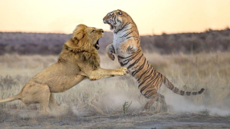 Roaring Rivalry: The Majesty of Lions and Tigers Clash