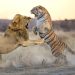 Roaring Rivalry: The Majesty of Lions and Tigers Clash