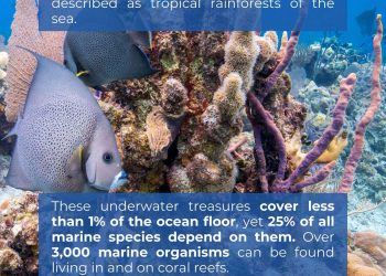 Coral Reefs: Underwater Biodiversity Hotspots
